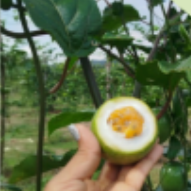 Avocado